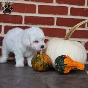 Buster, Bichon Frise Puppy